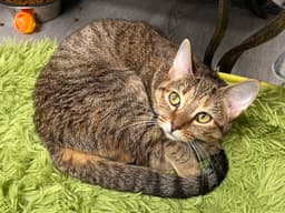 Buttercup image 1