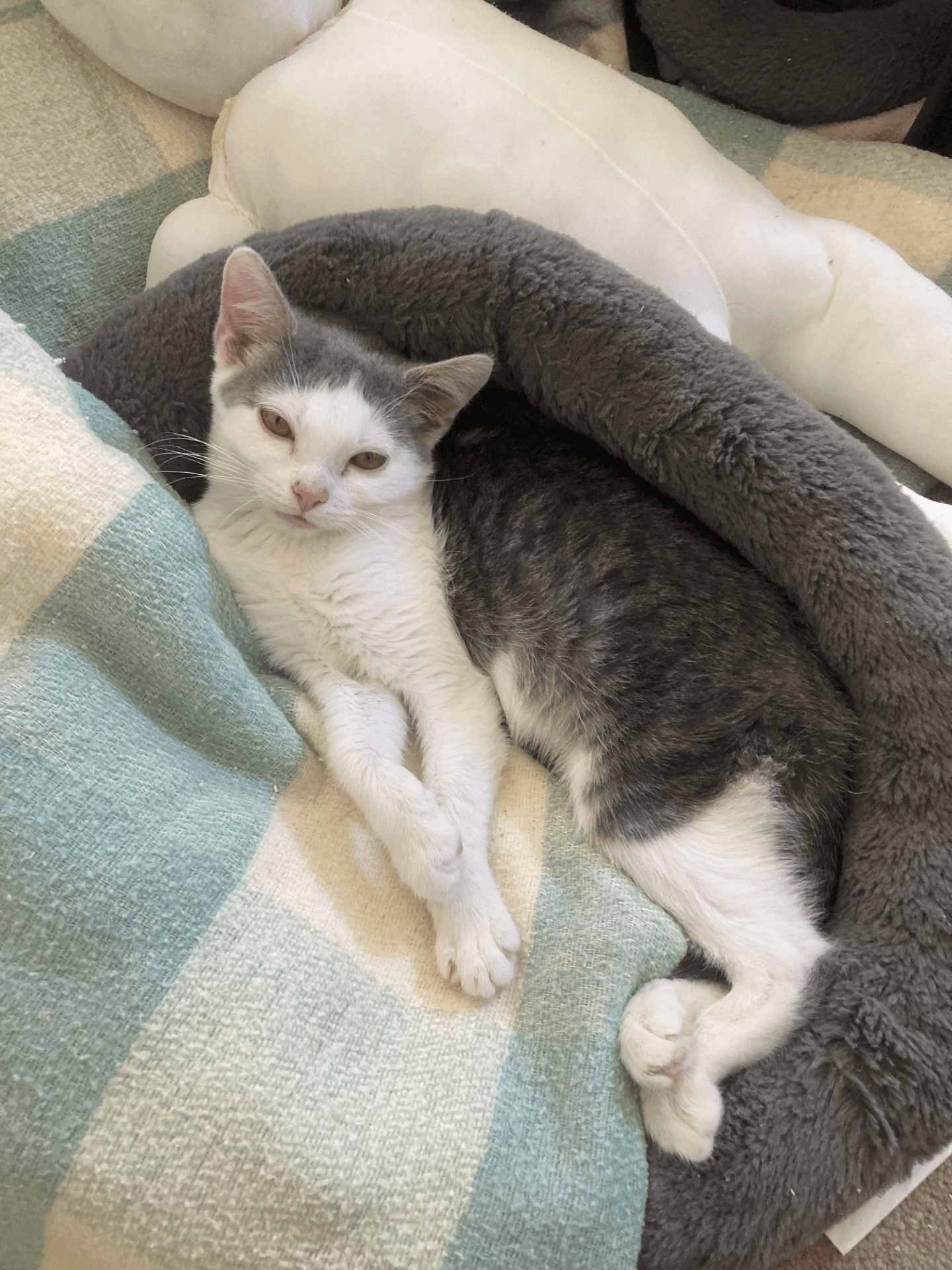Marie - Domestic Short Hair