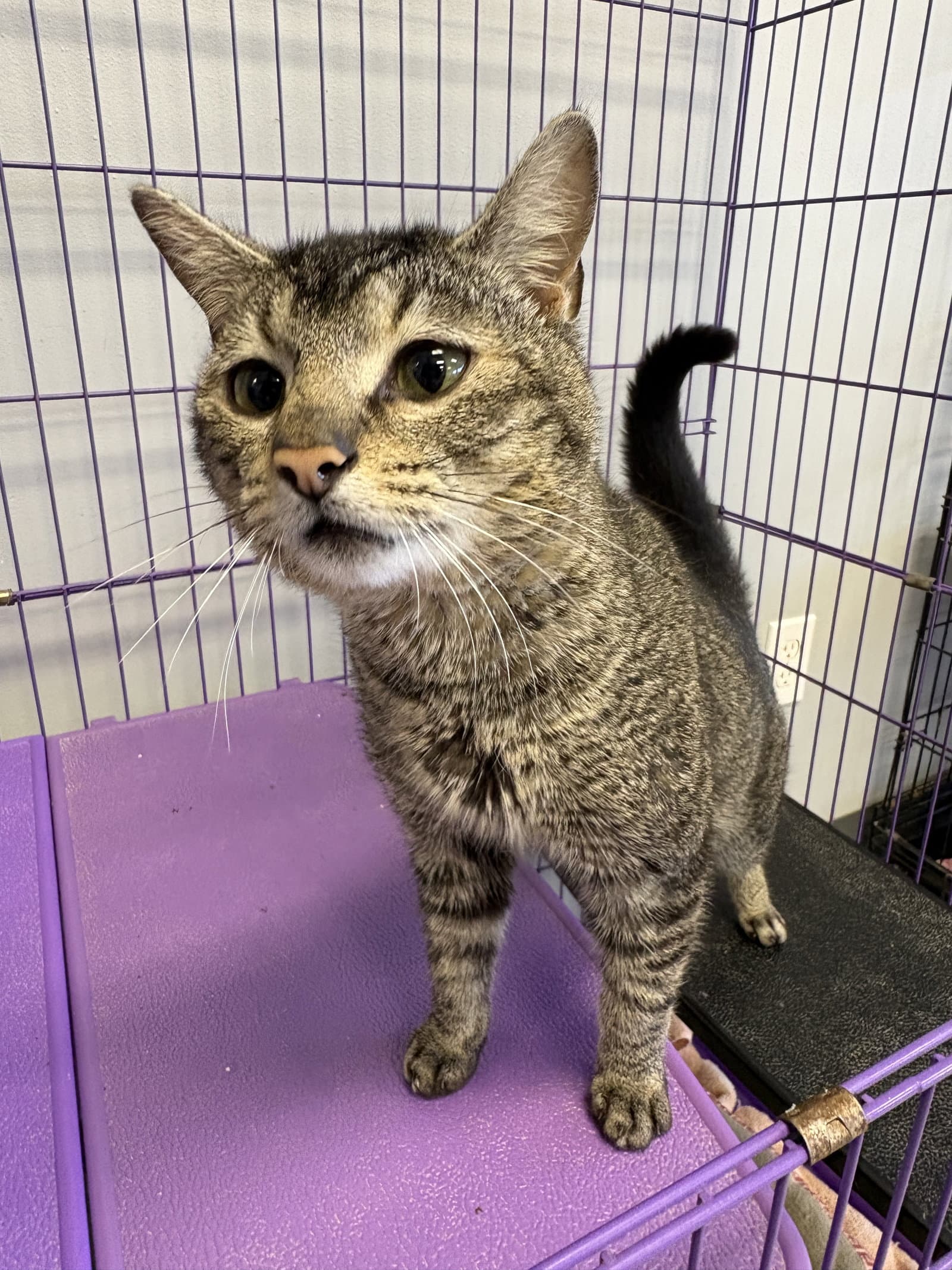 Possum Ps - Tabby