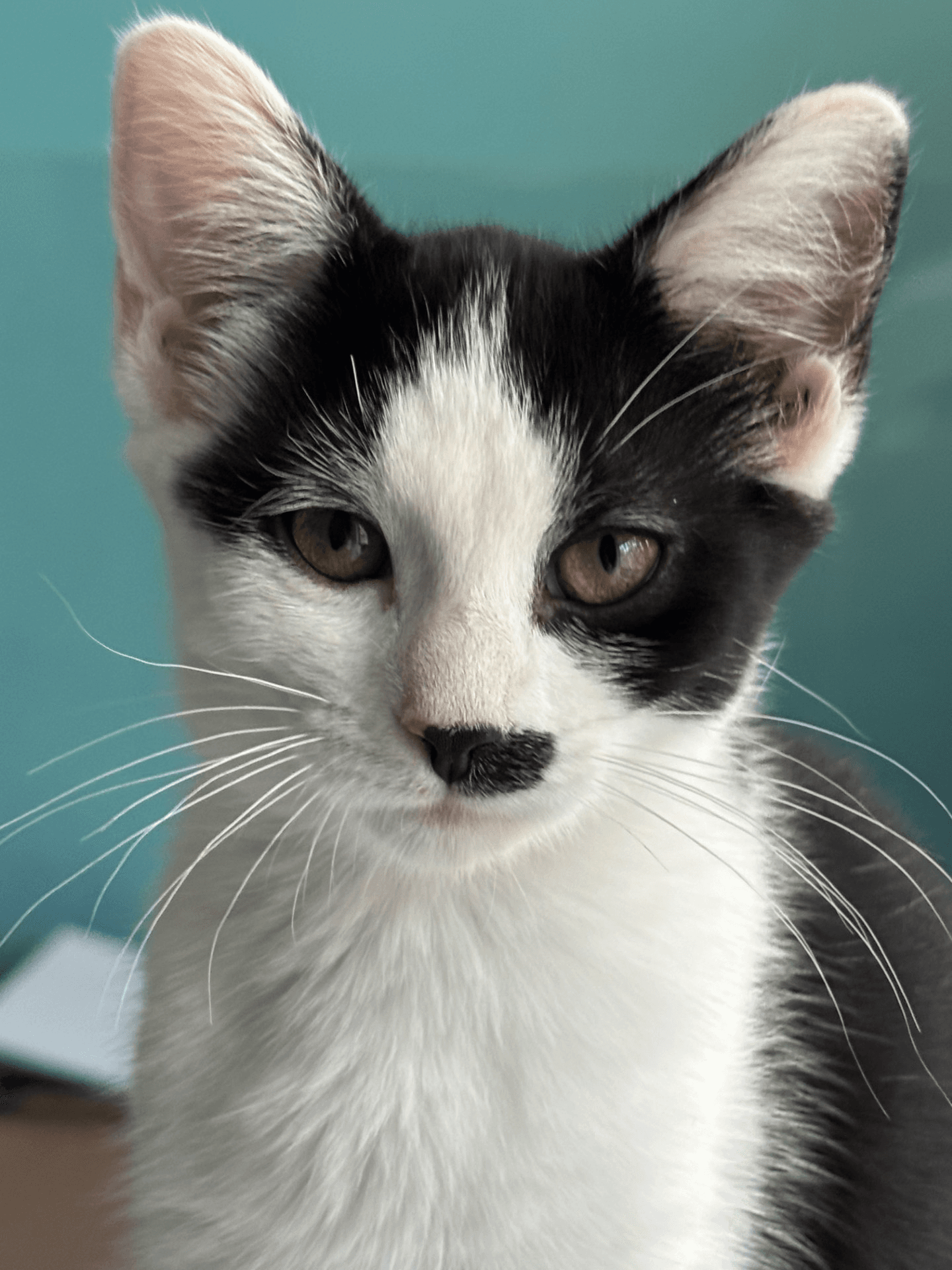 Velvet - Tuxedo