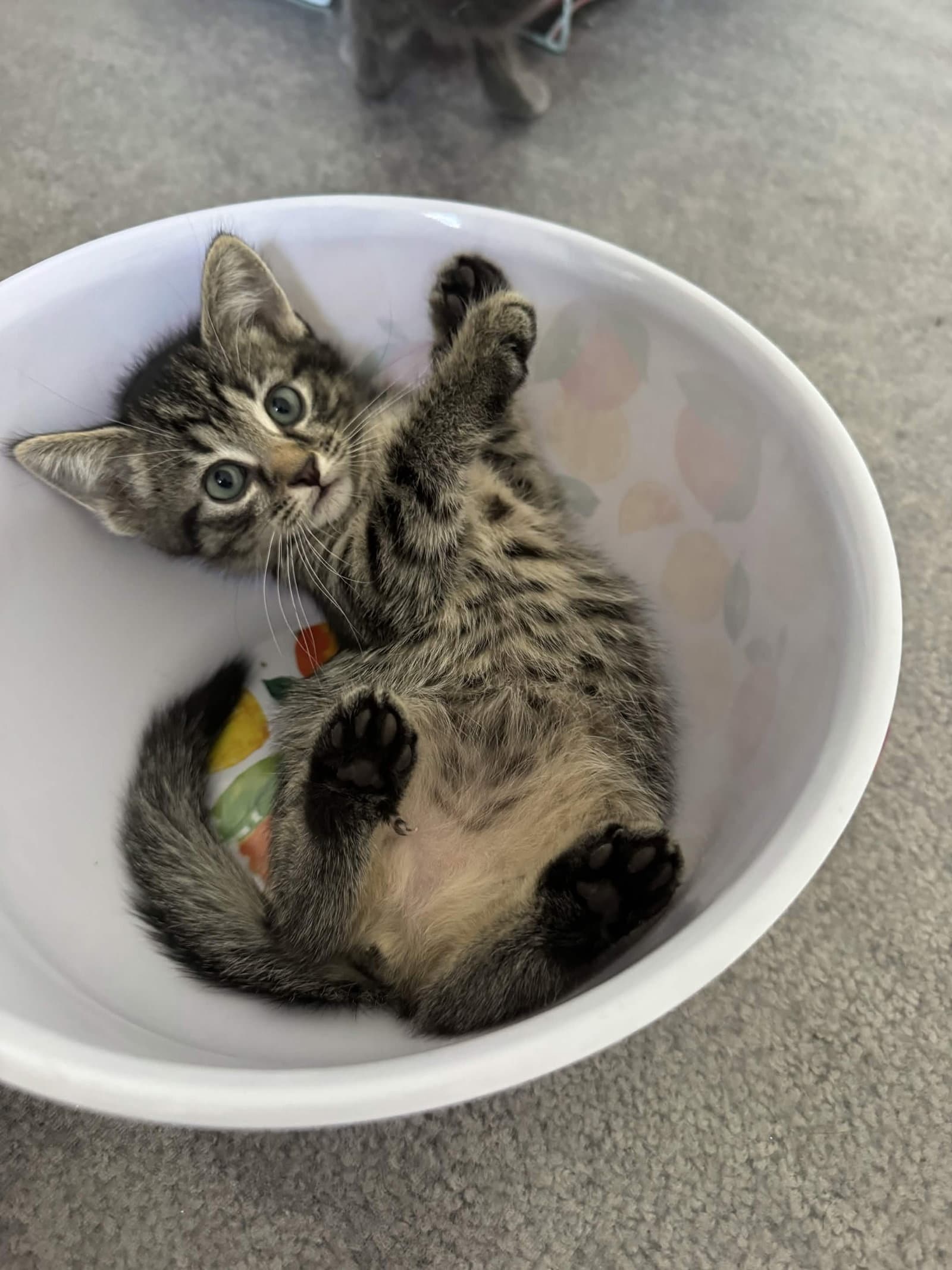Patty - Tabby