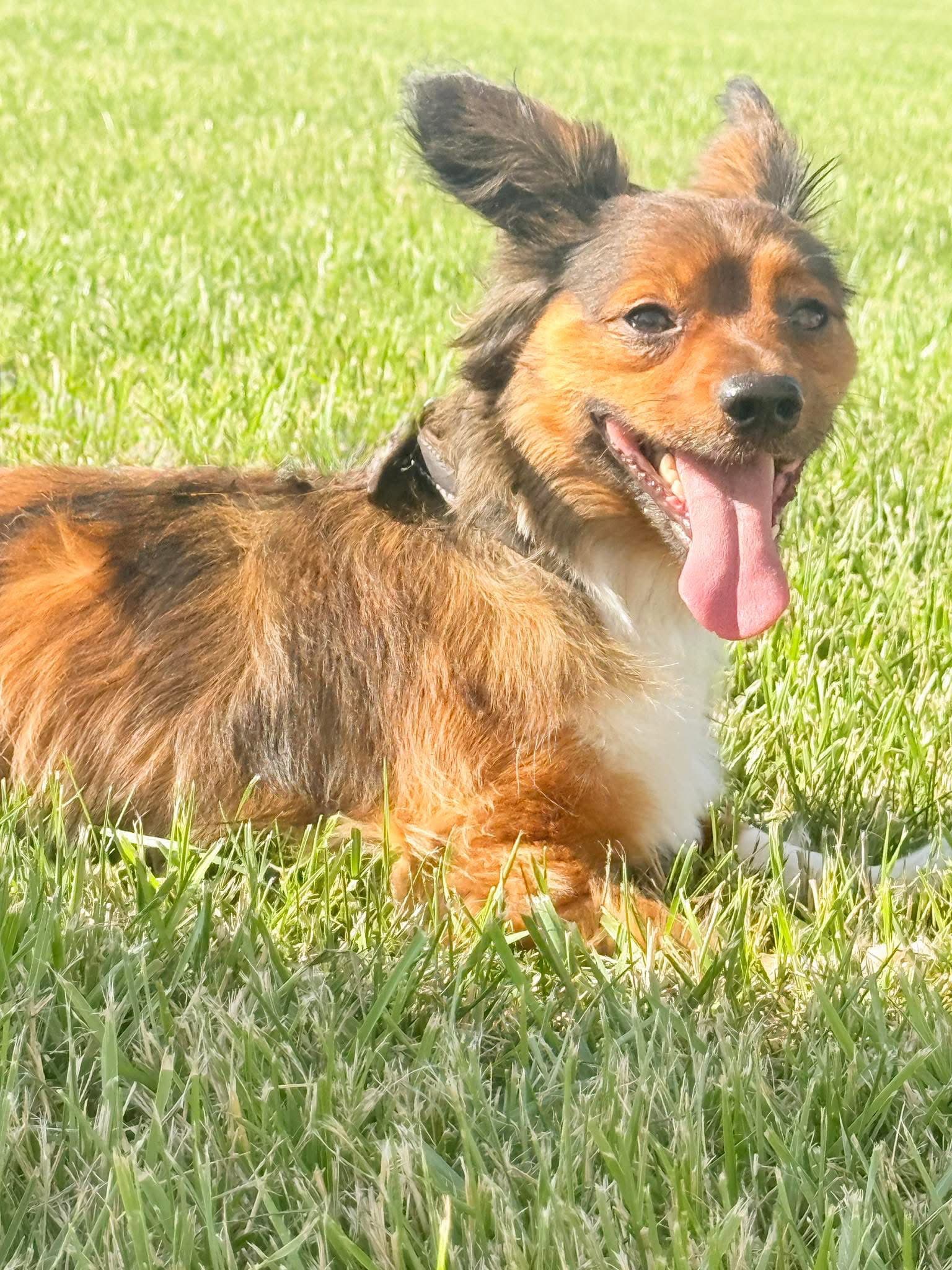 Mac - Papillon