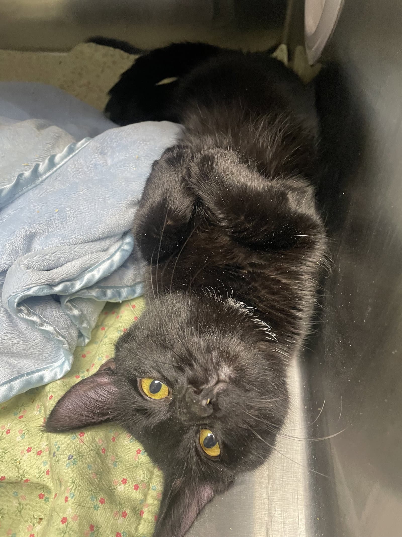 Max - Domestic Short Hair