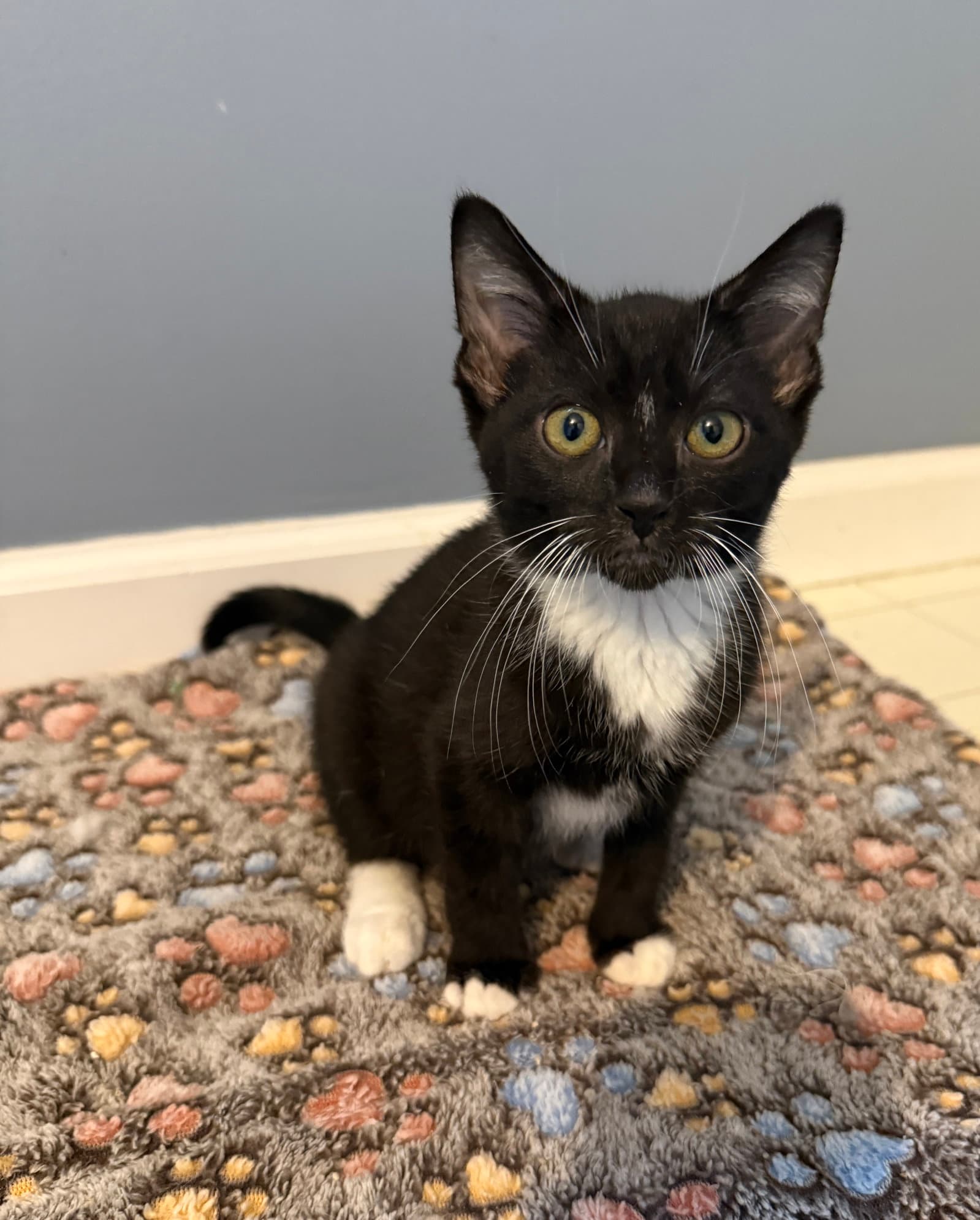 Wesley - Tuxedo