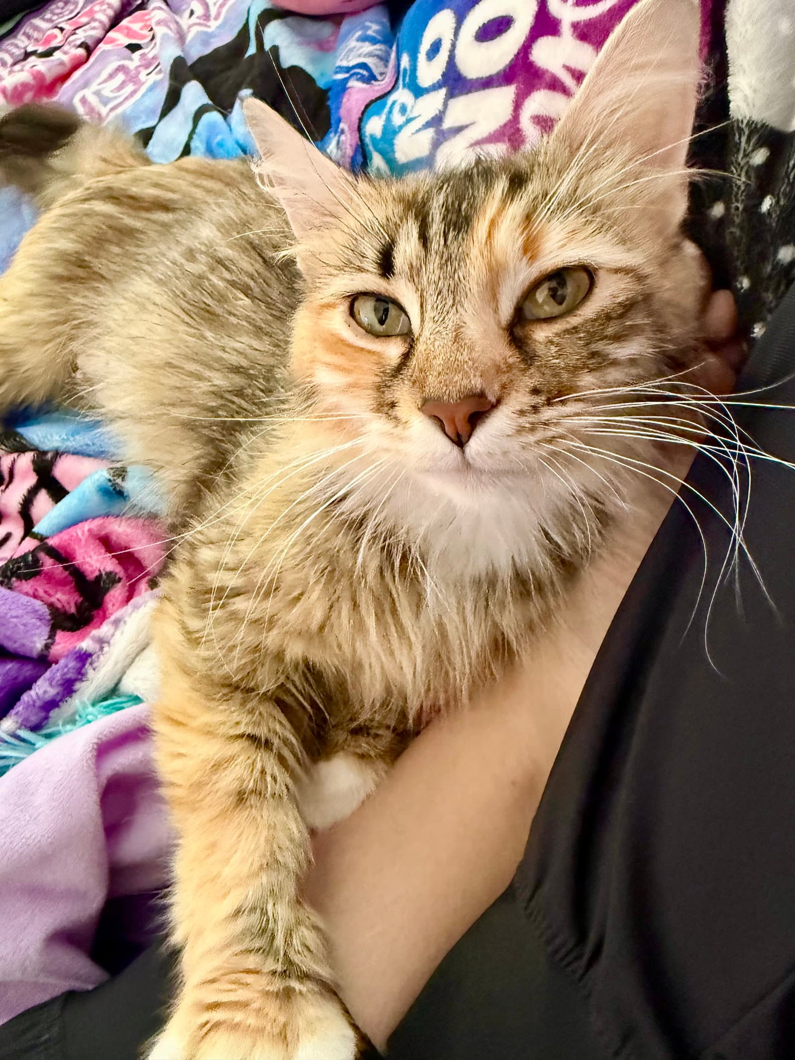 Riva Ridge - Calico