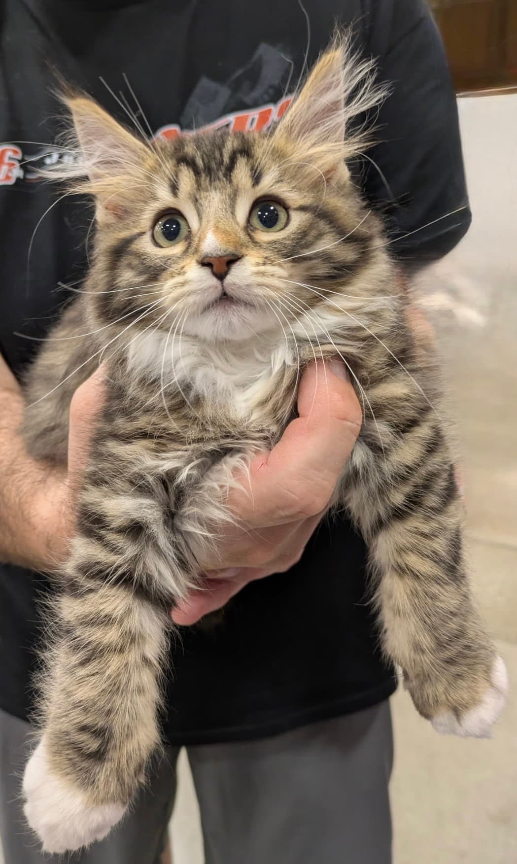 Gallant Fox - Tabby