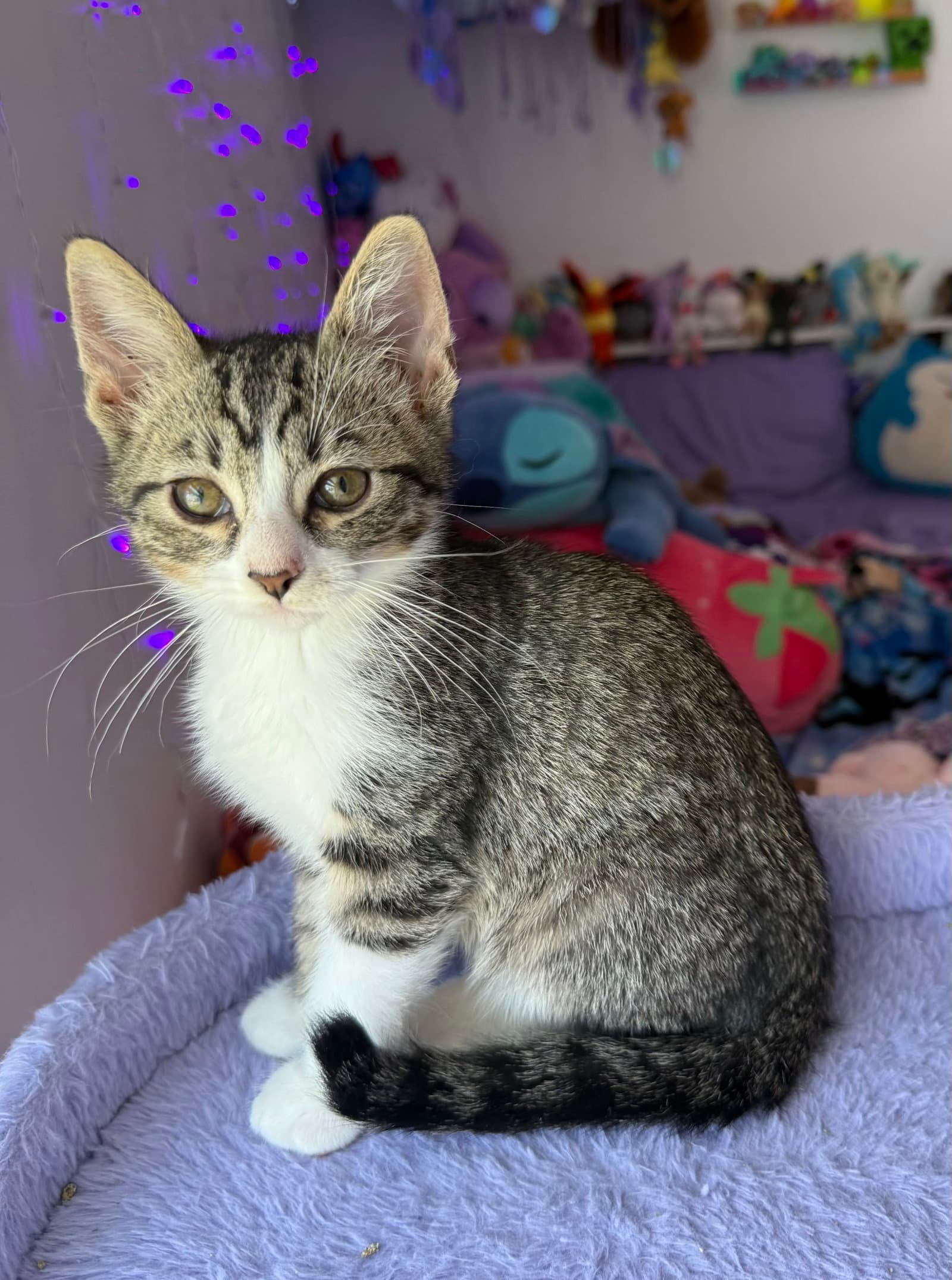 Aristides - Tabby
