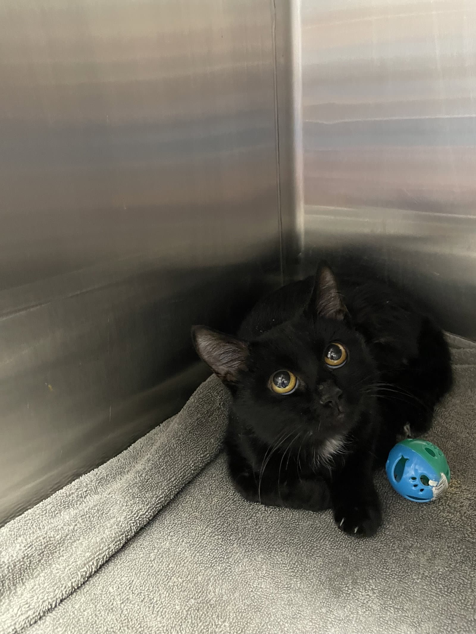 Noira - Domestic Short Hair