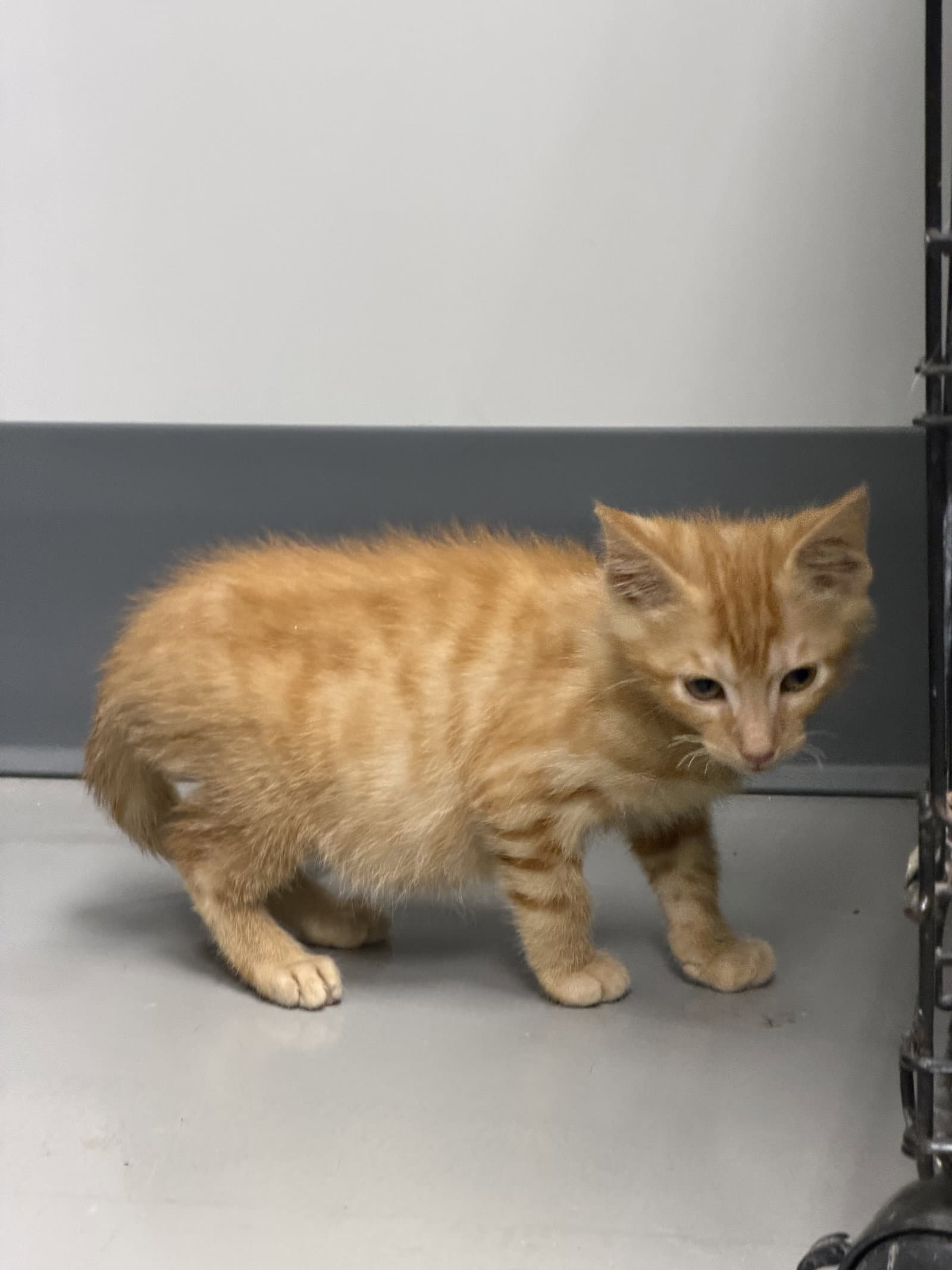 Romulus - Tabby