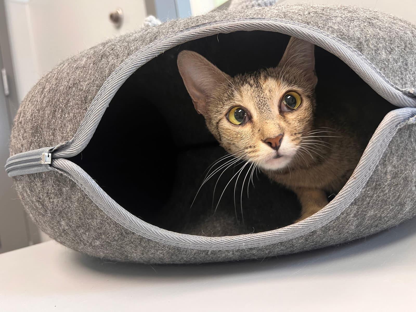 Maggie - Must Apply In Person