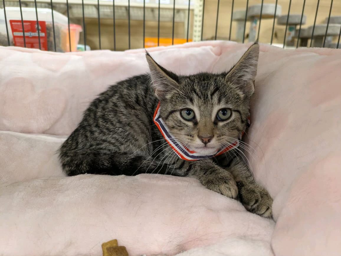 Bart - Tabby