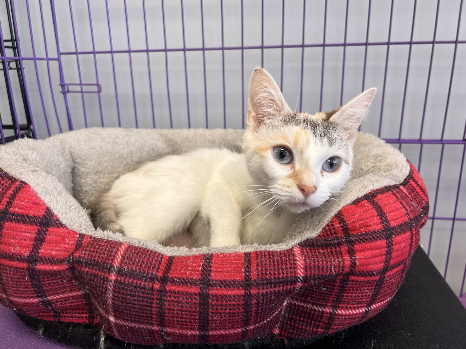 Danetta - Must Apply In Person - Siamese