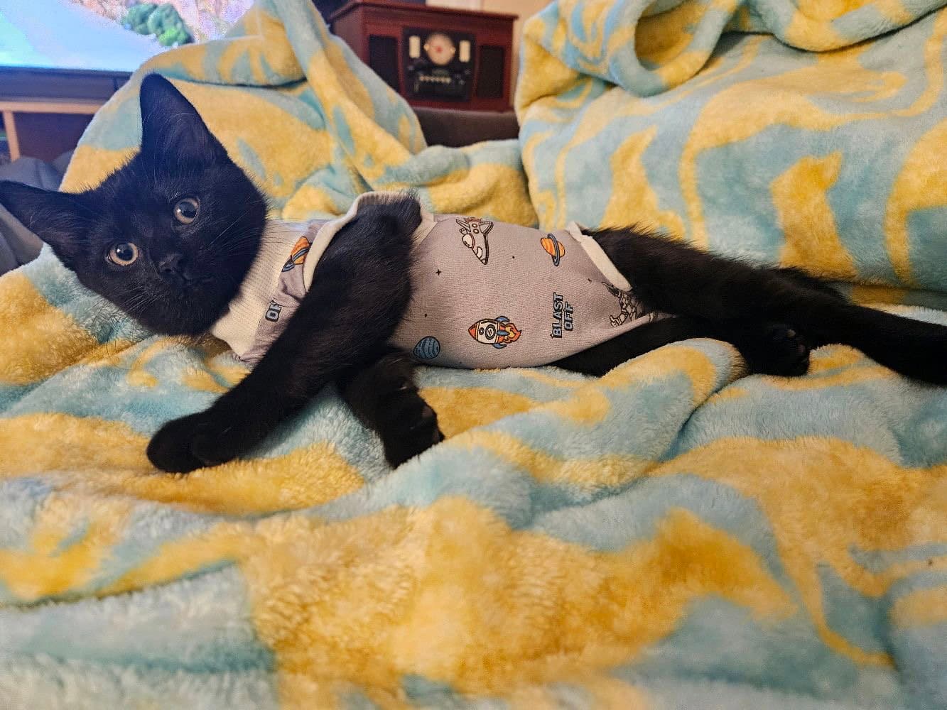 Zod - Domestic Short Hair