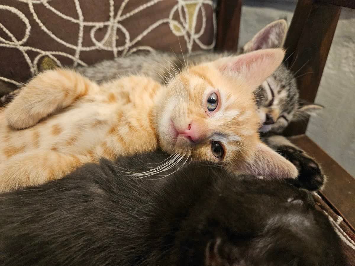 Zeke - Tabby