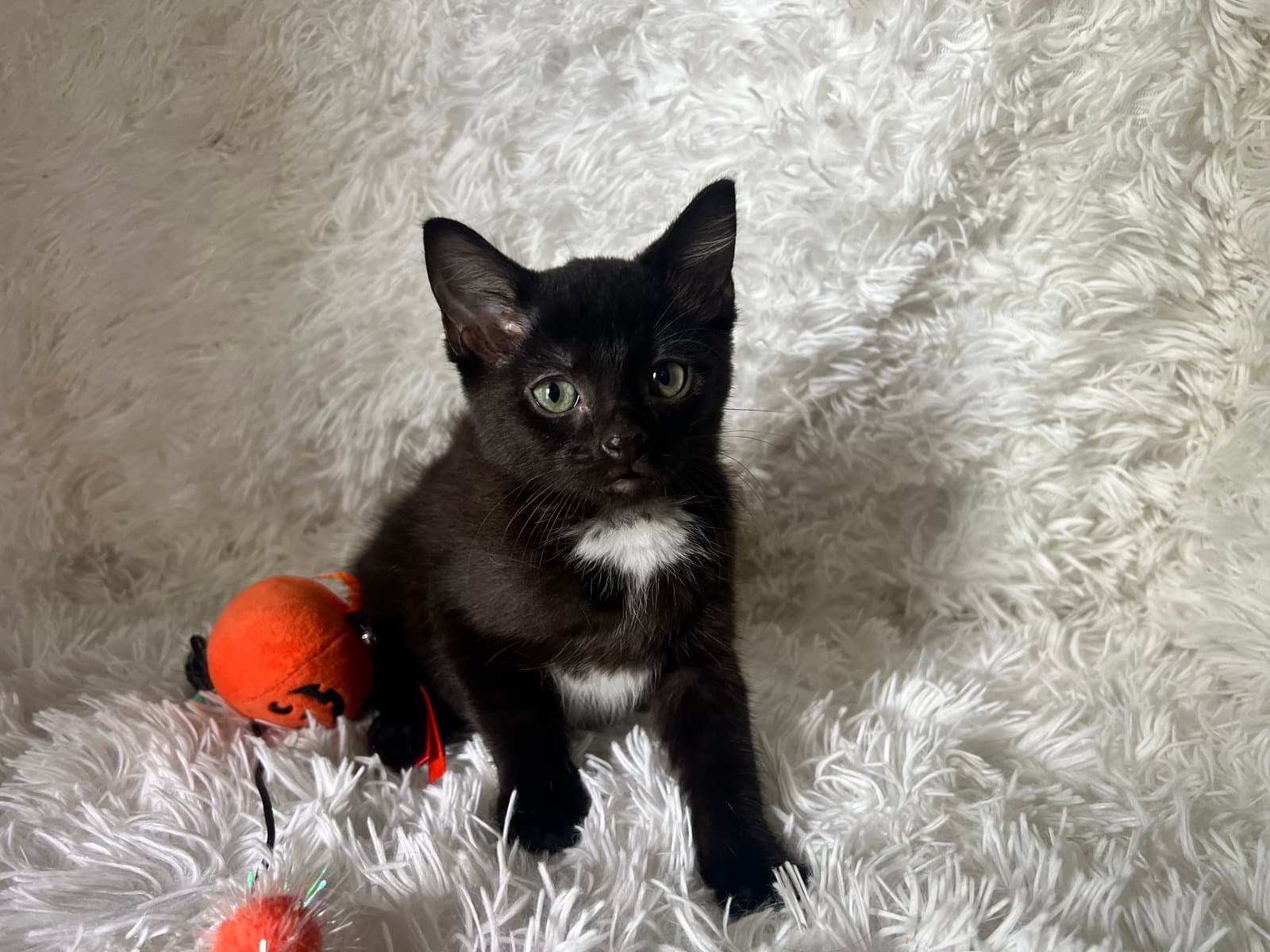 Elly - Domestic Short Hair