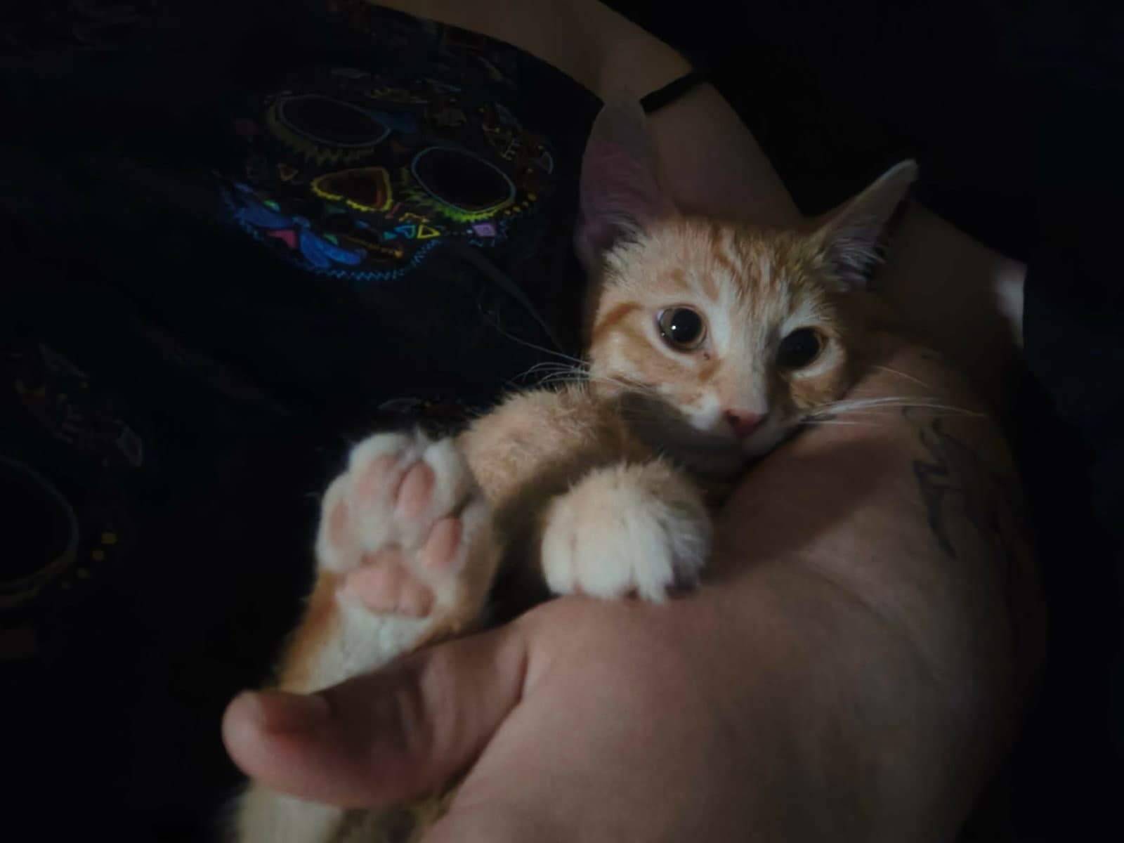 Little Foot - Tabby