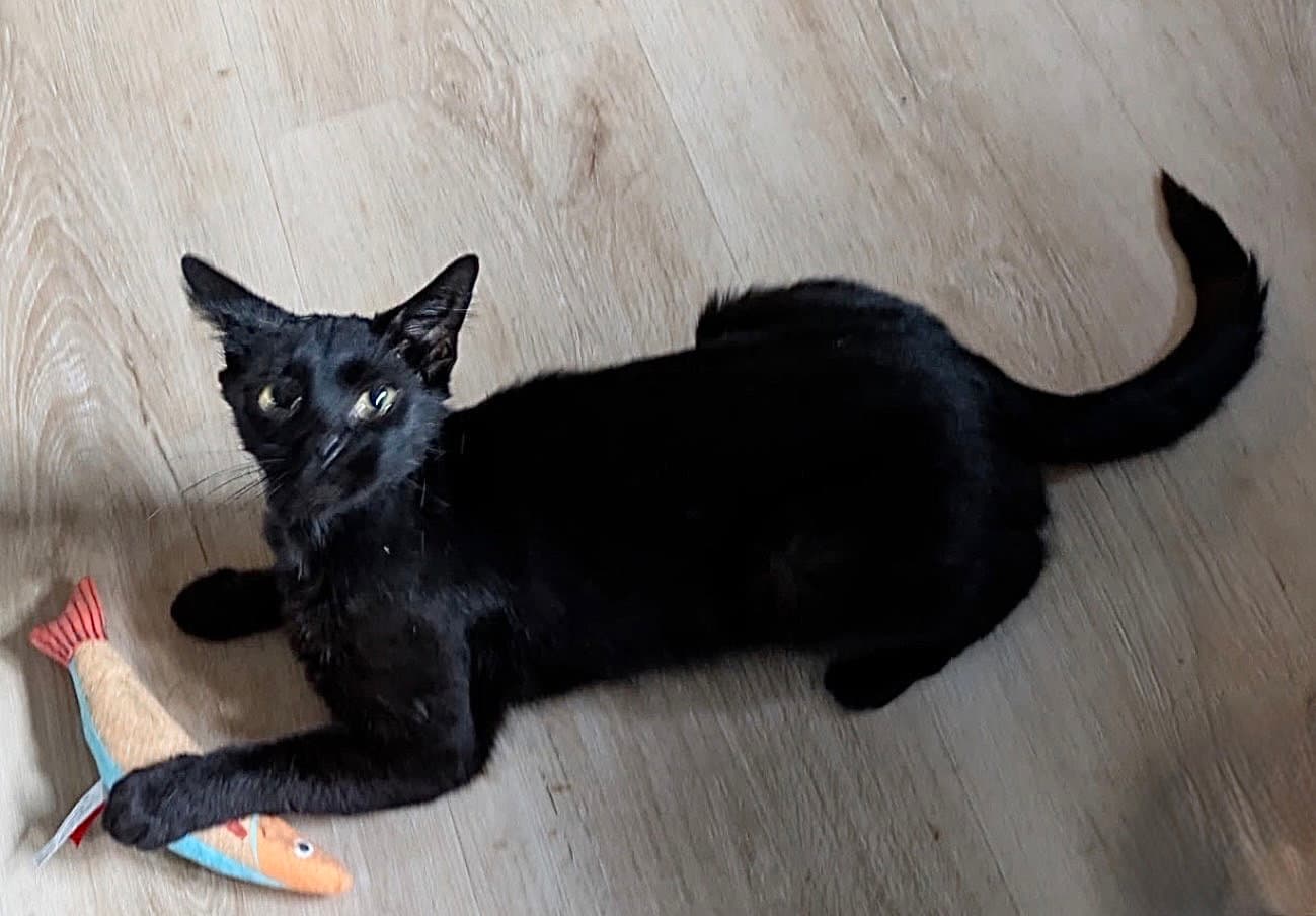 Savvy - Domestic Short Hair