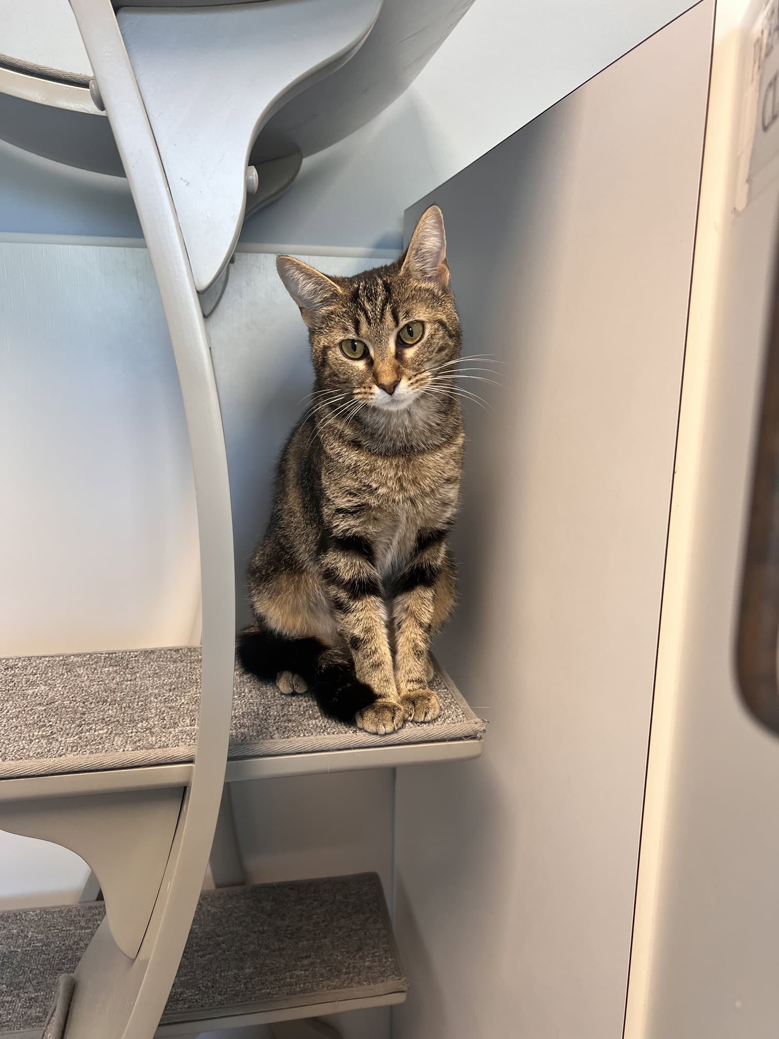 Phoebe - Tabby