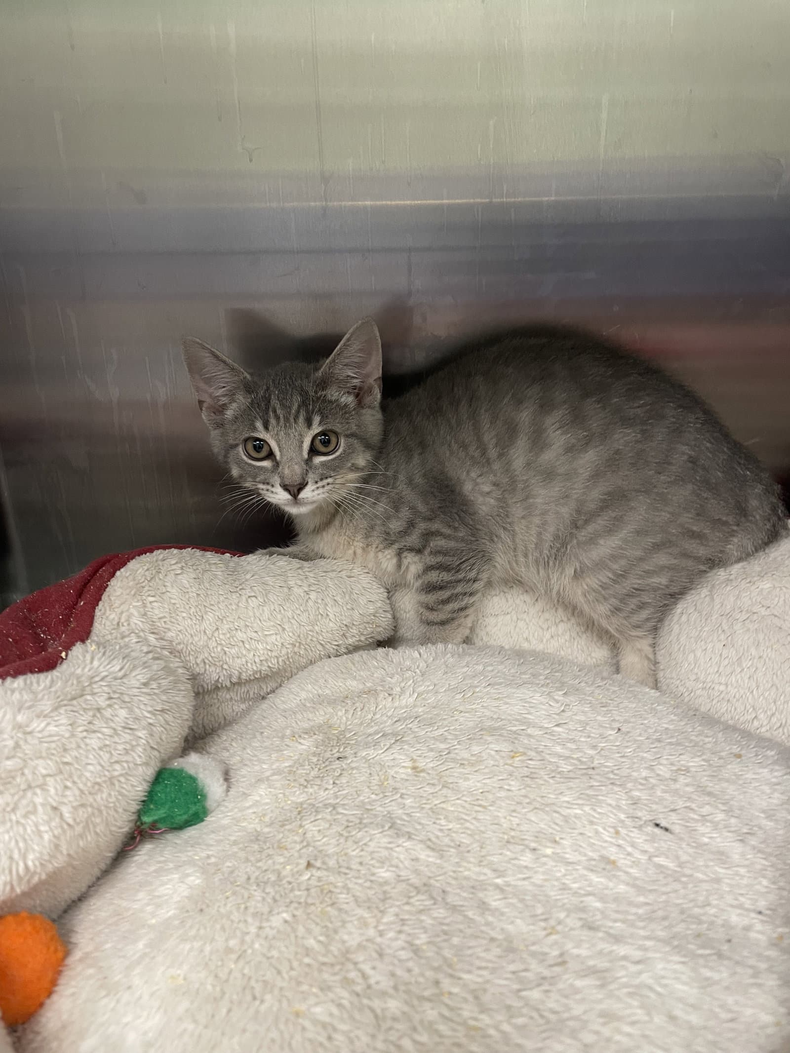 Penne - Tabby