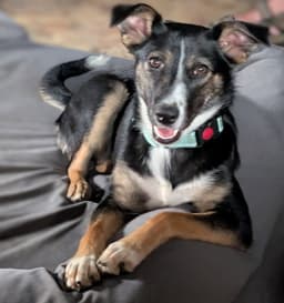 Evie image 1
