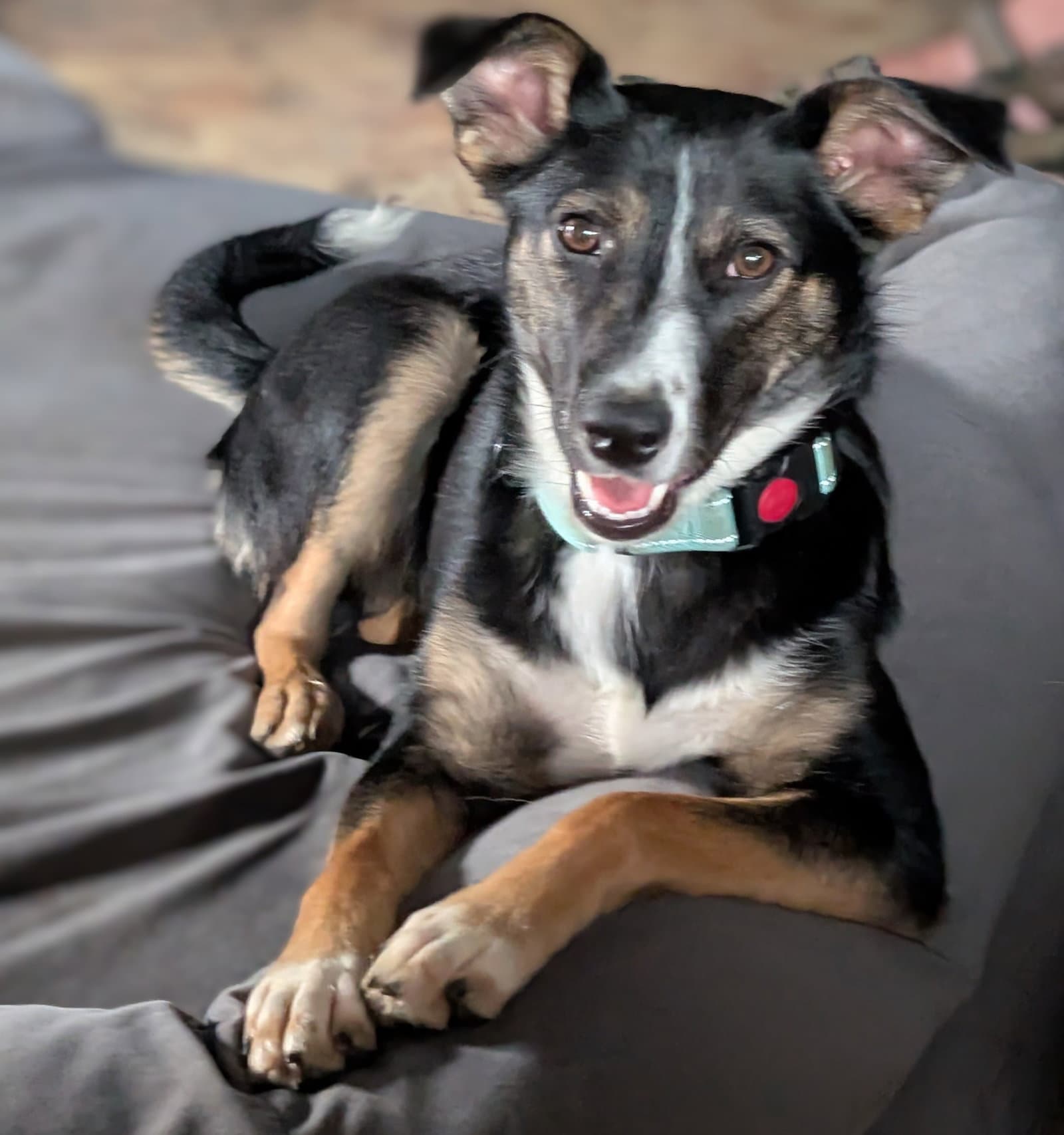 Evie - Australian Shepherd