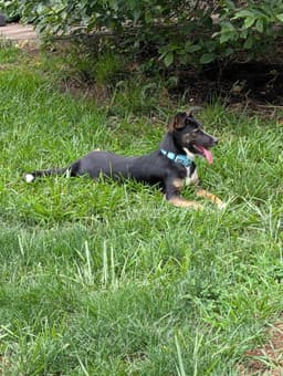 Evie image 4