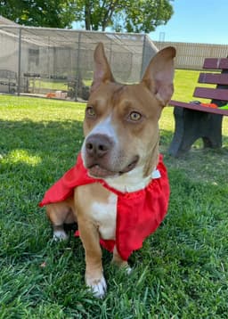 Scrappy Doo image 1