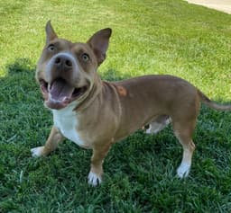 Scrappy Doo image 2