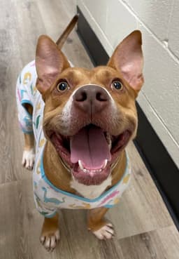 Scrappy Doo image 3
