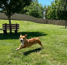 Scrappy Doo image 4