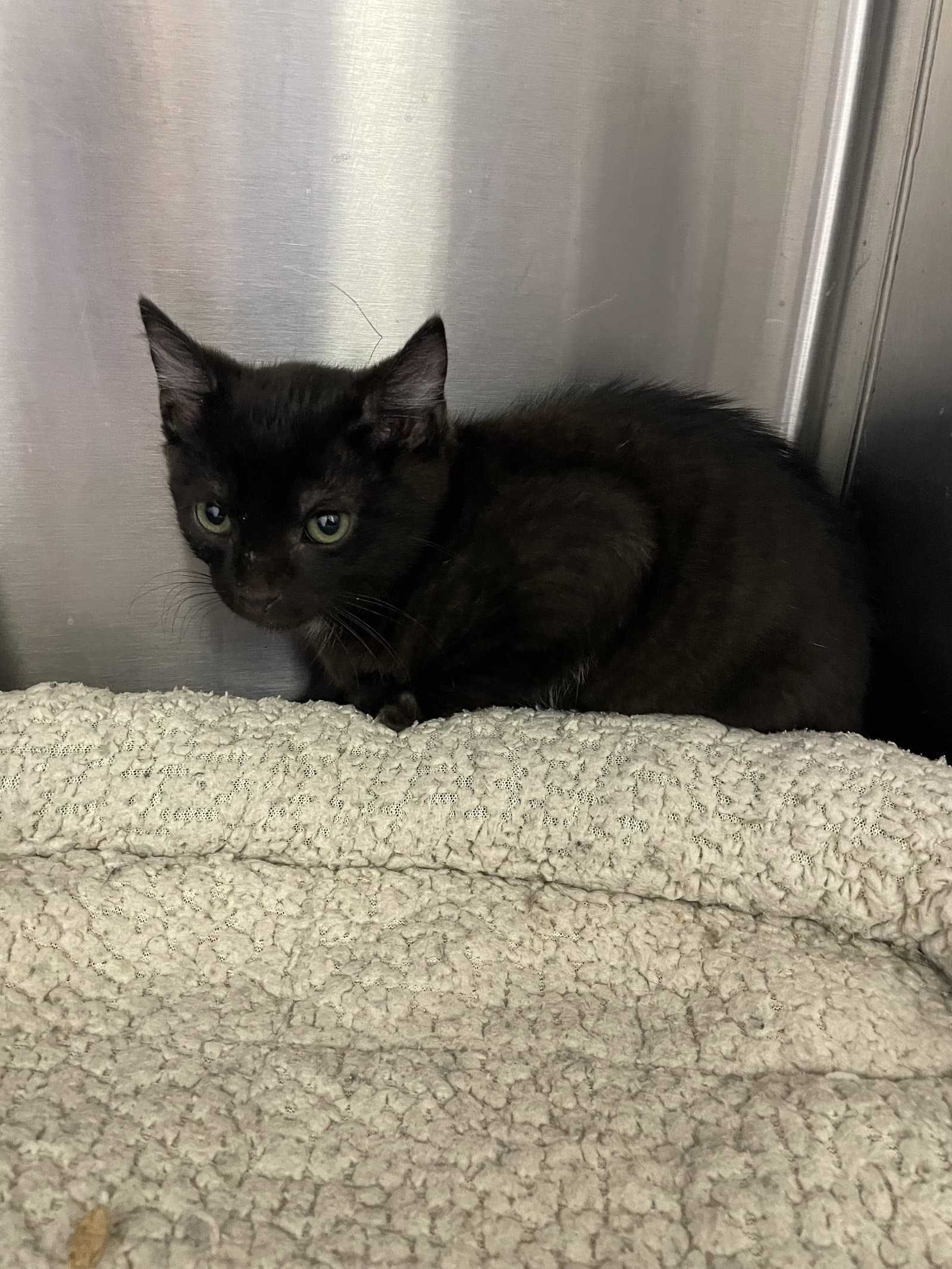 Smokey - Domestic Short Hair