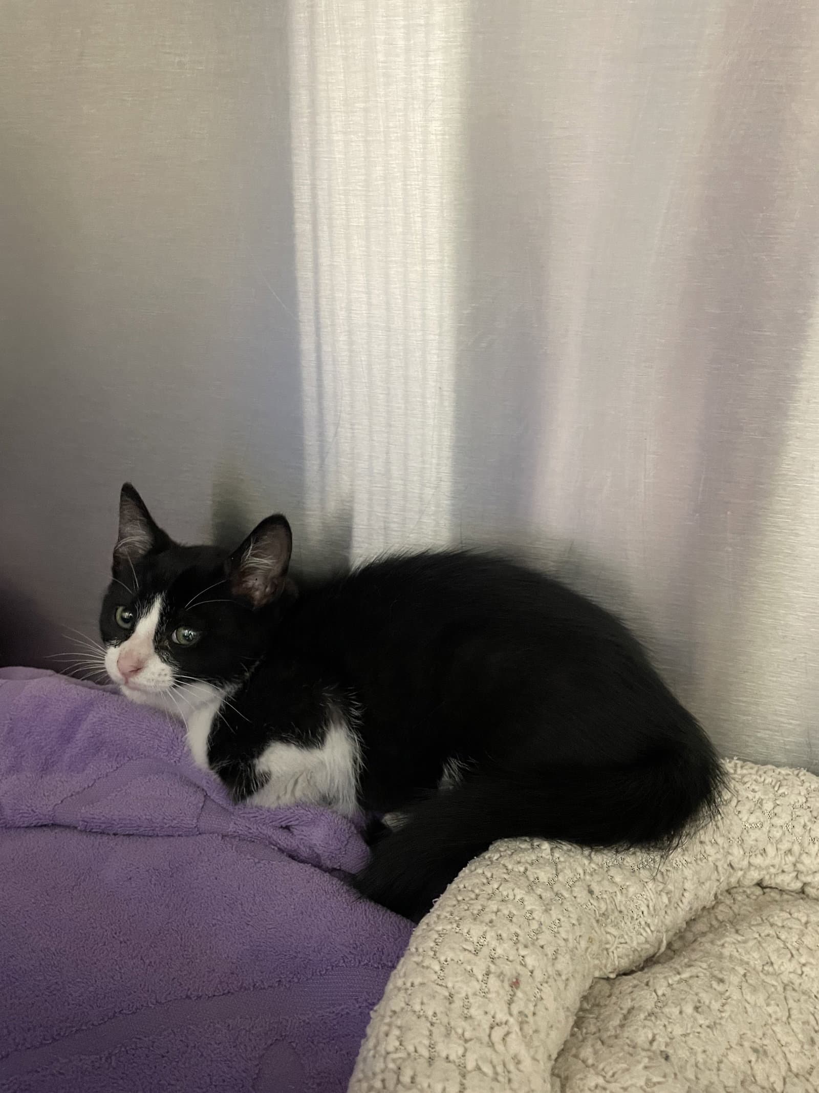 Flint - Domestic Short Hair