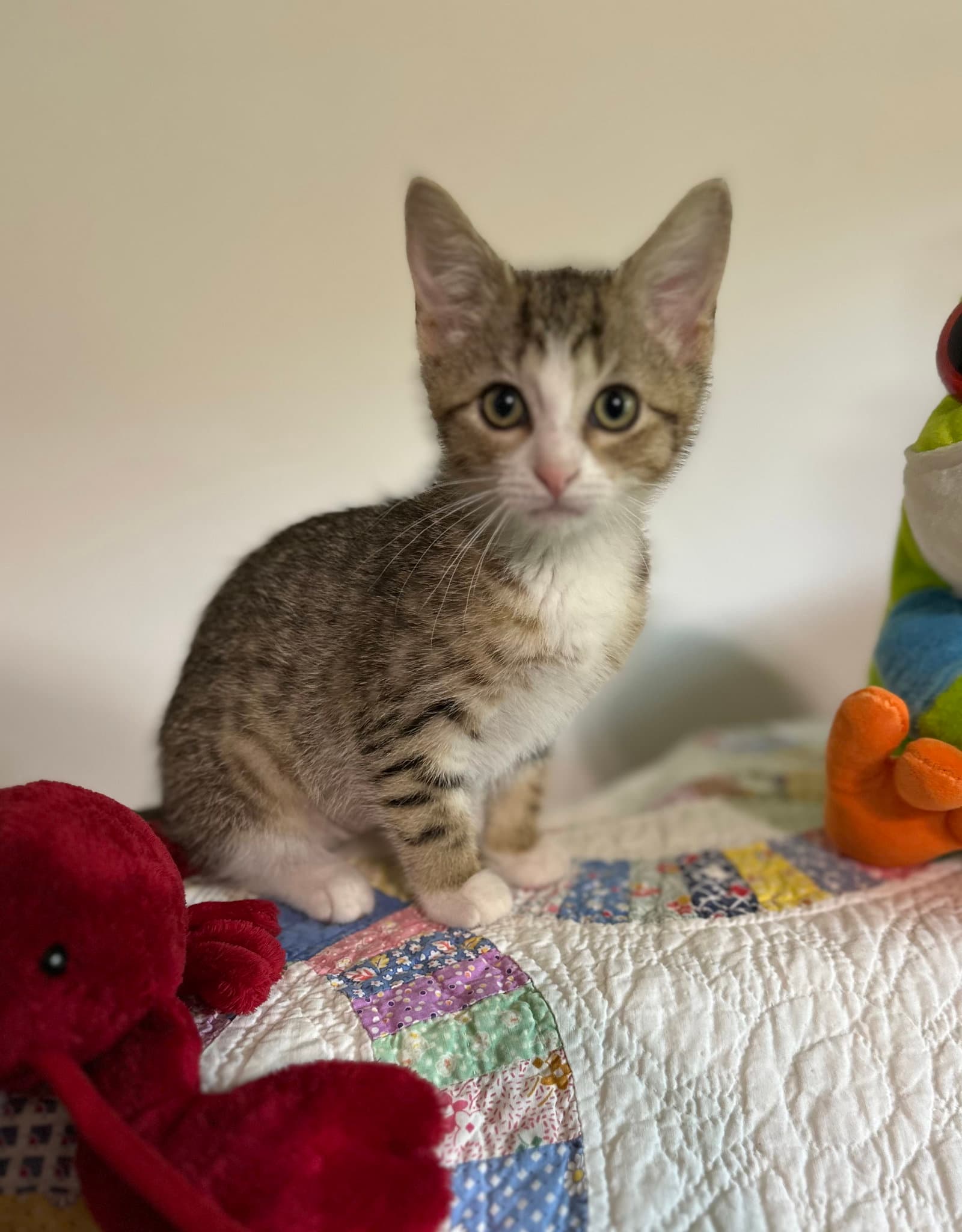 Pretty Mischievous