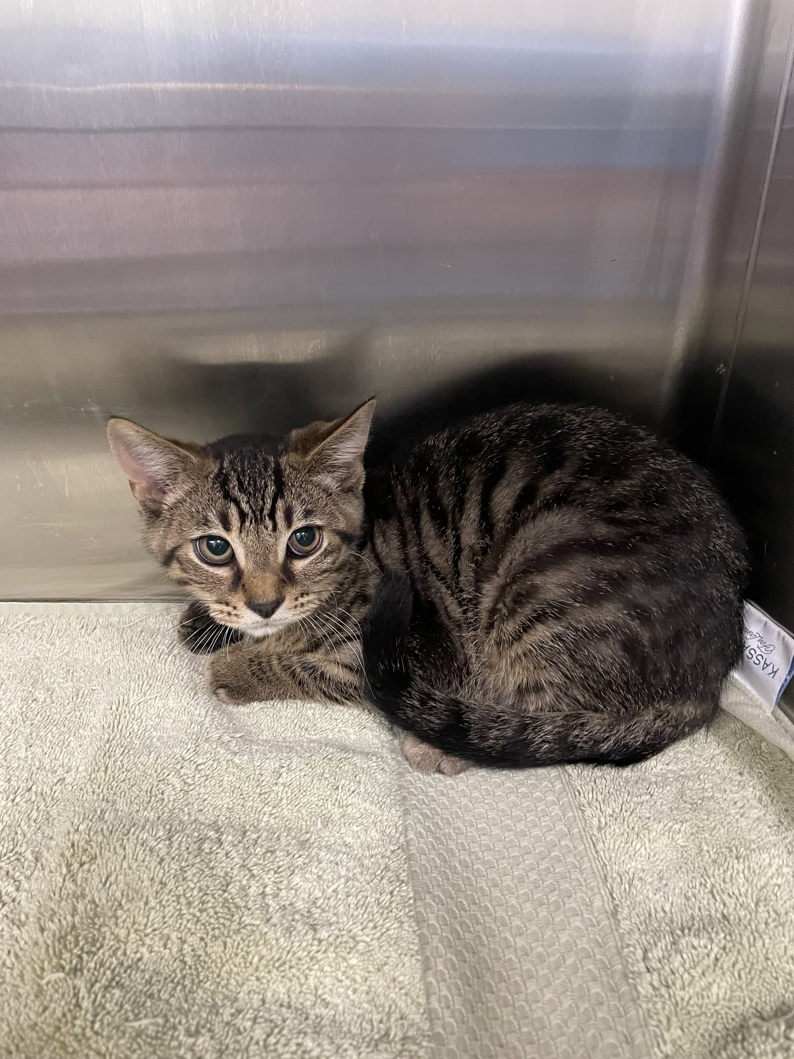Stitch - Tabby