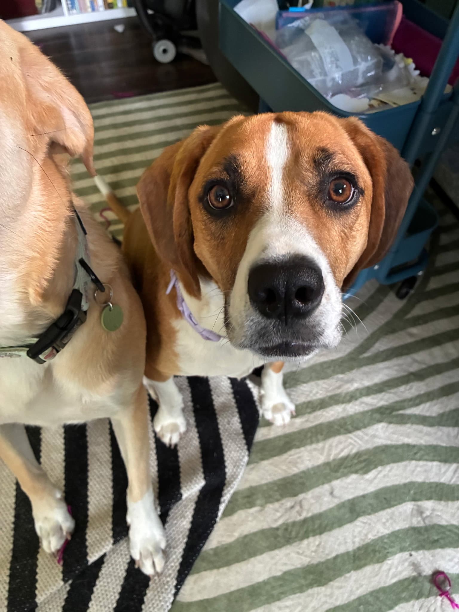 Bernadette - Beagle