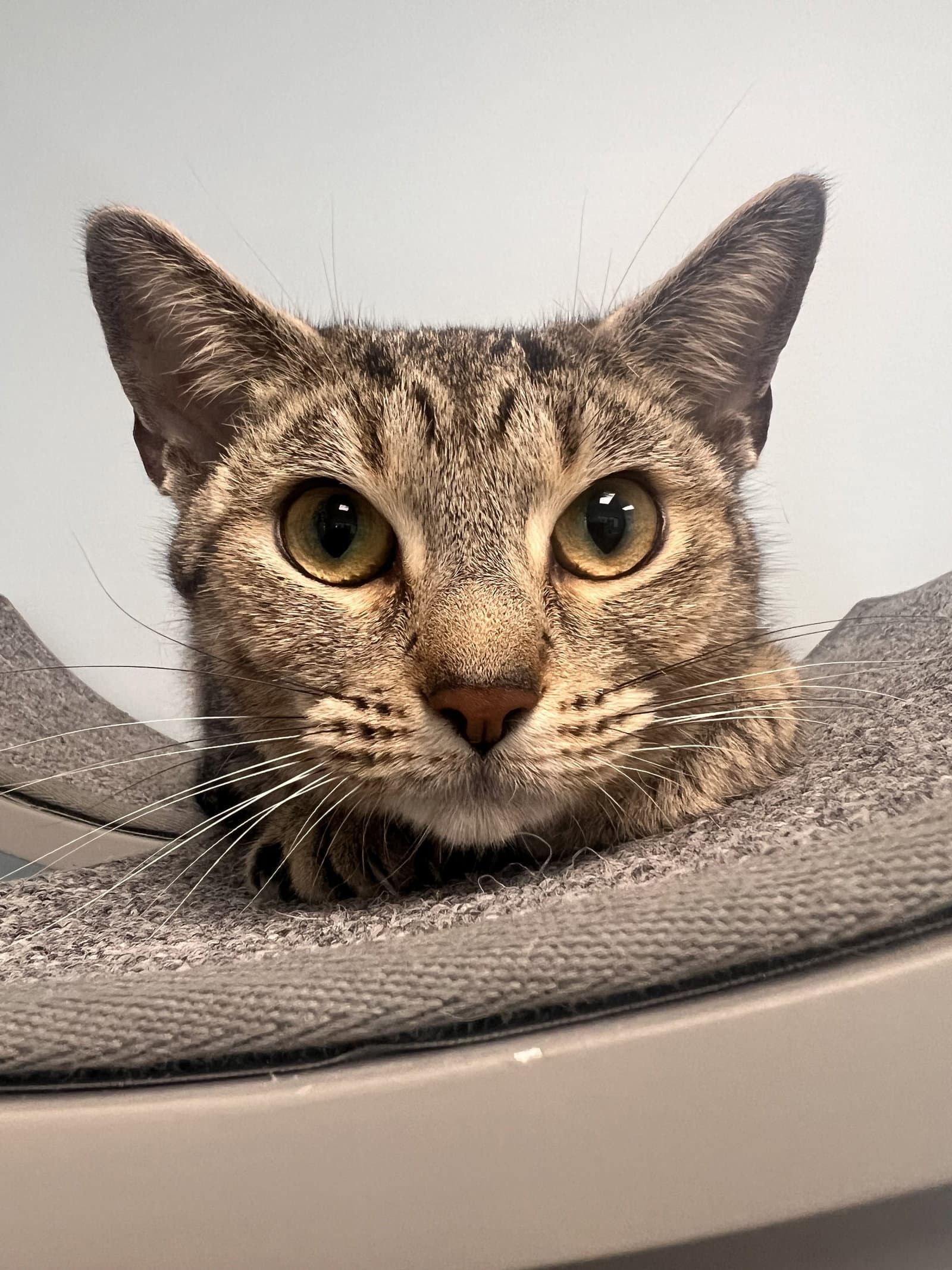 Mindy - Tabby