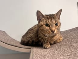 Mindy image 3