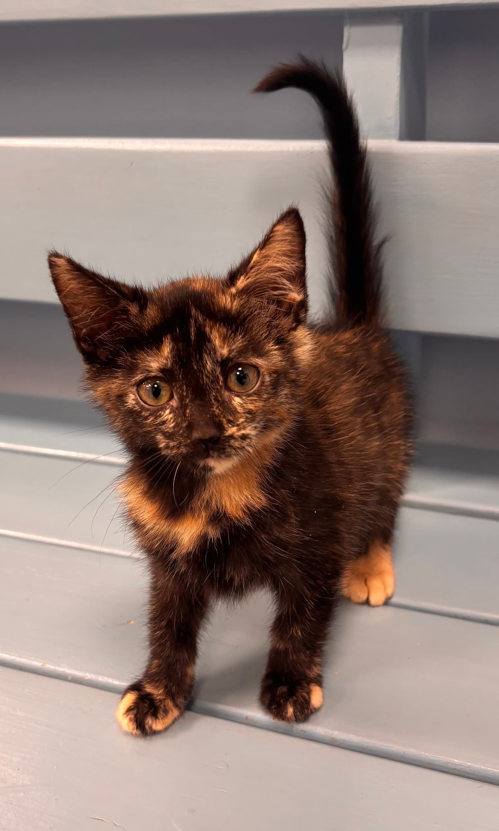 Pita - Tortoiseshell
