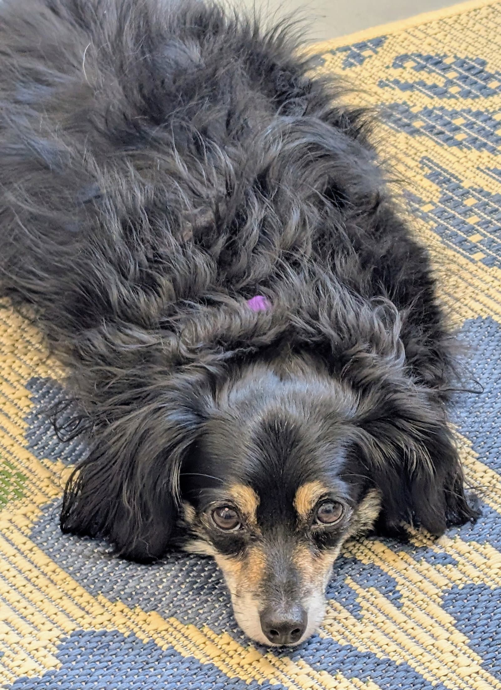 Bree - Dachshund