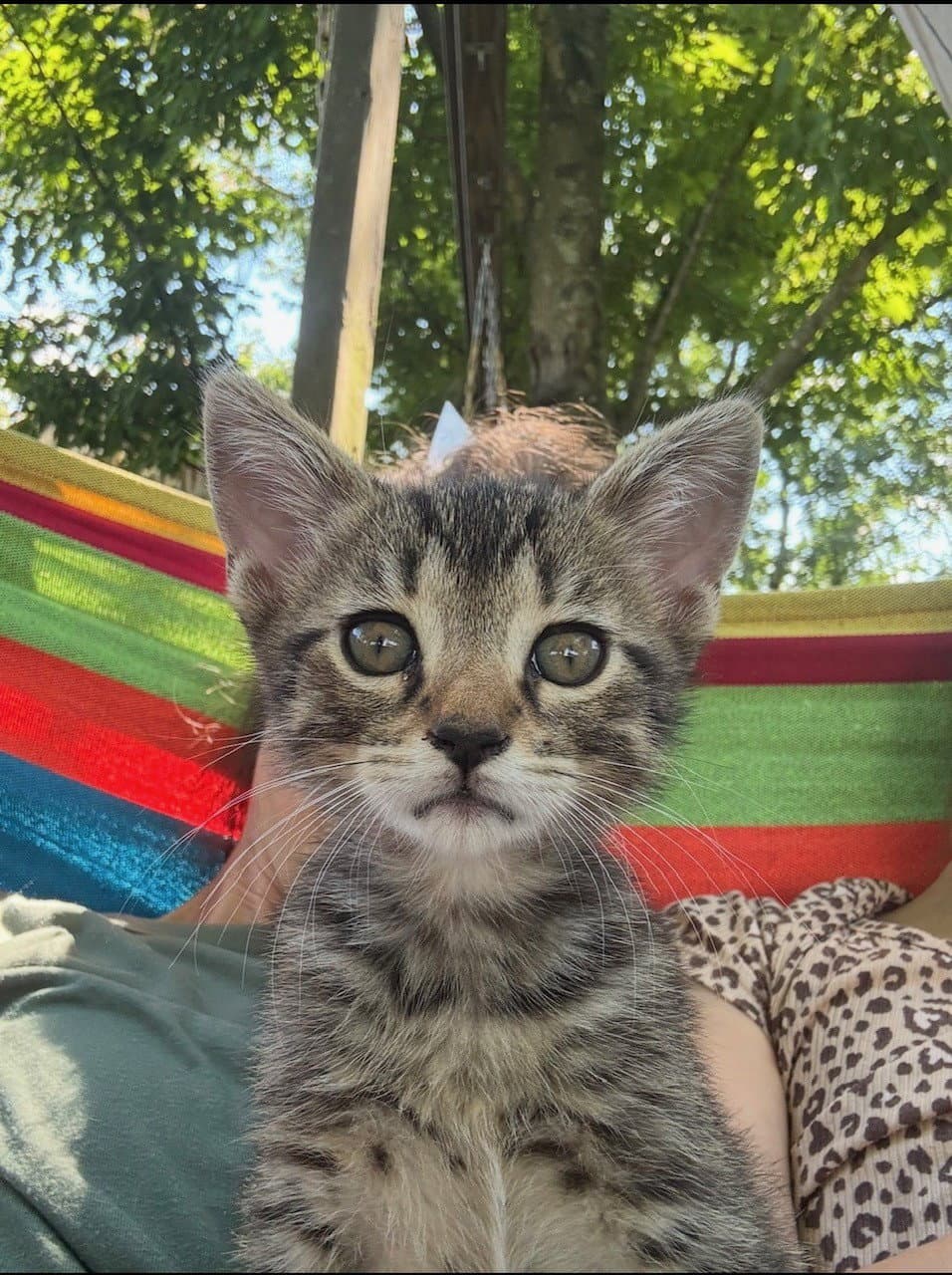 Bubba - Bobtail