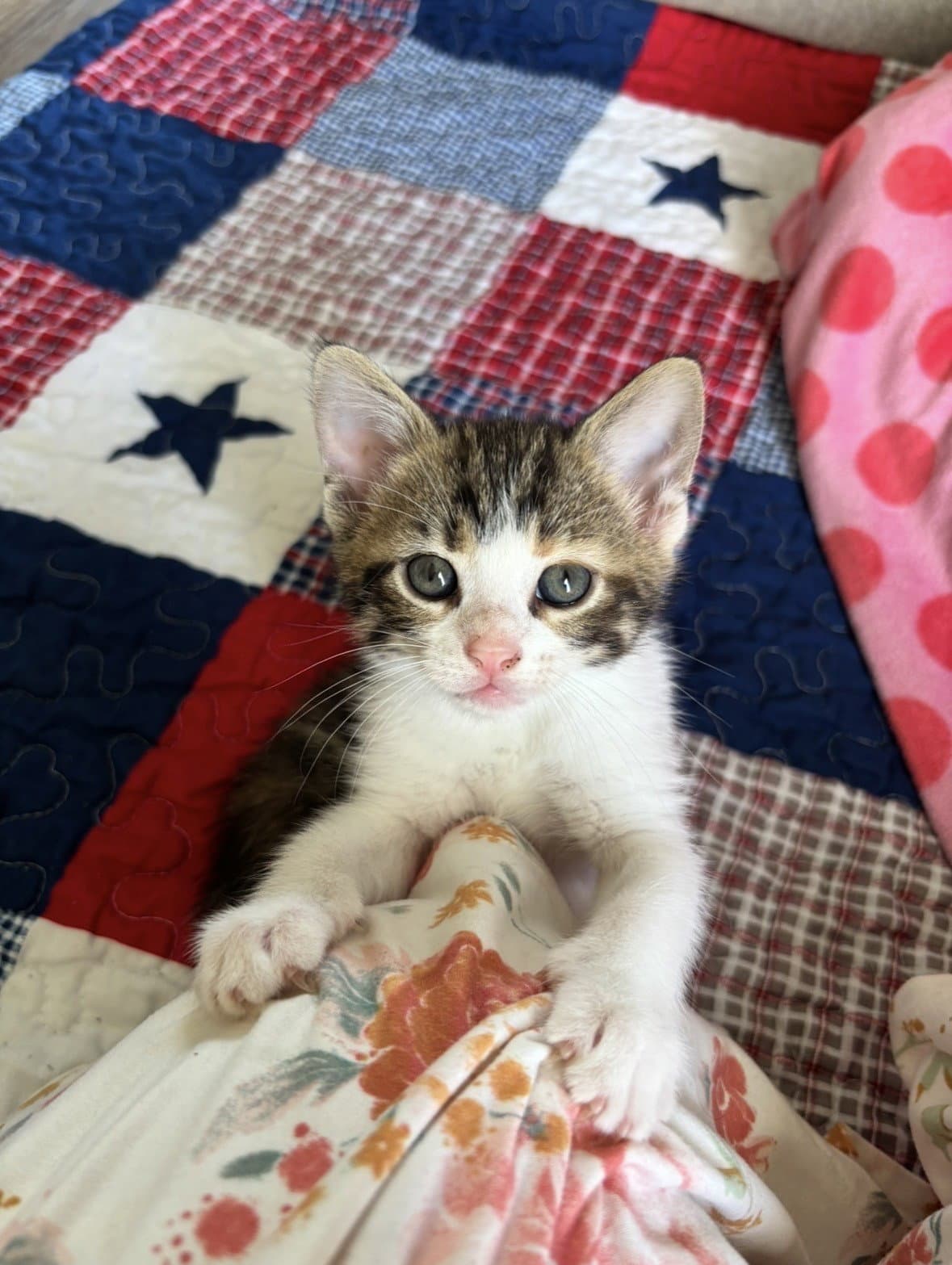 Penelope - Calico