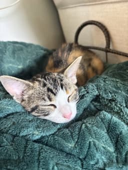 Penelope image 2