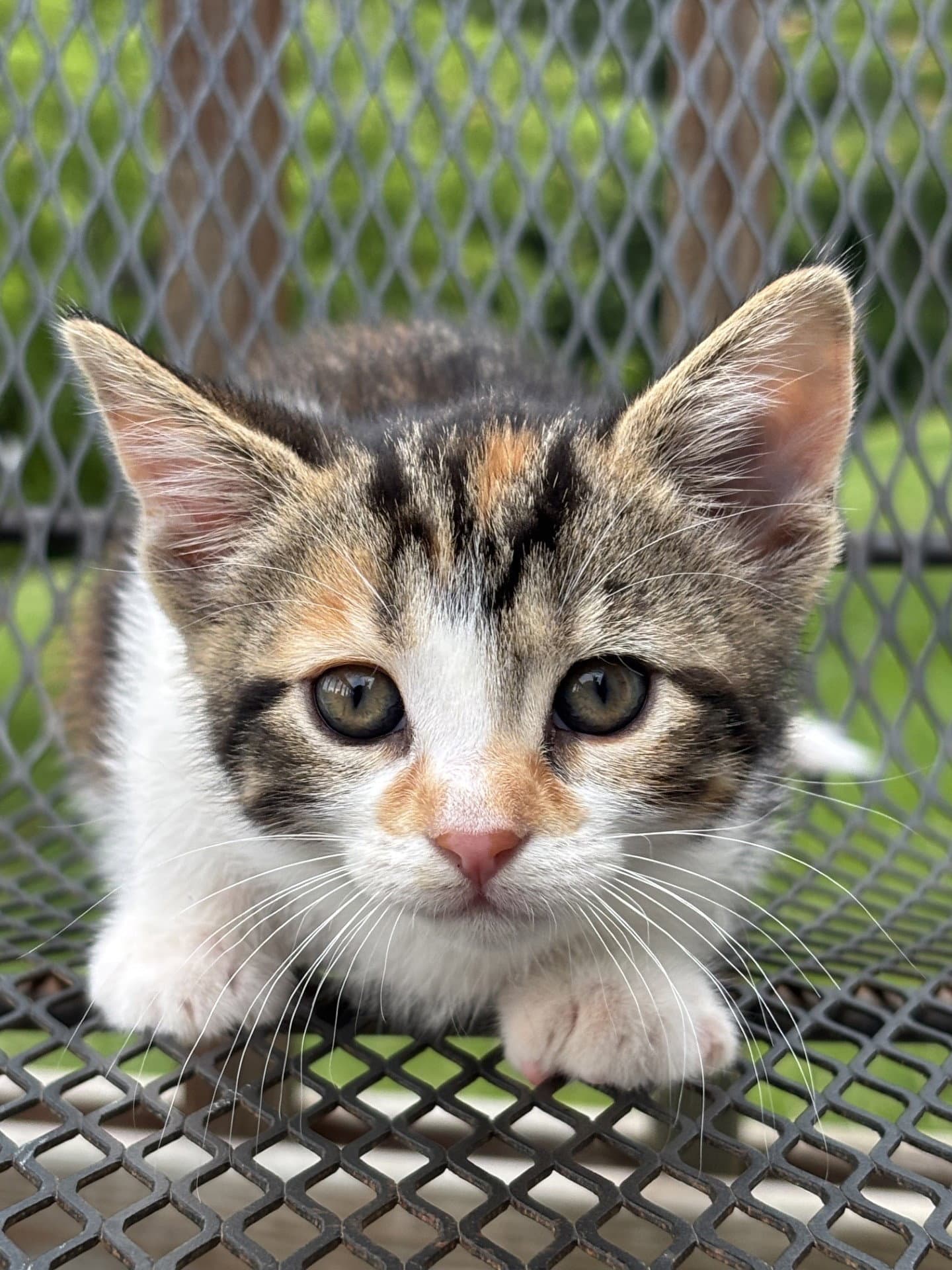 Piper - Calico