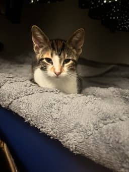 Piper image 3