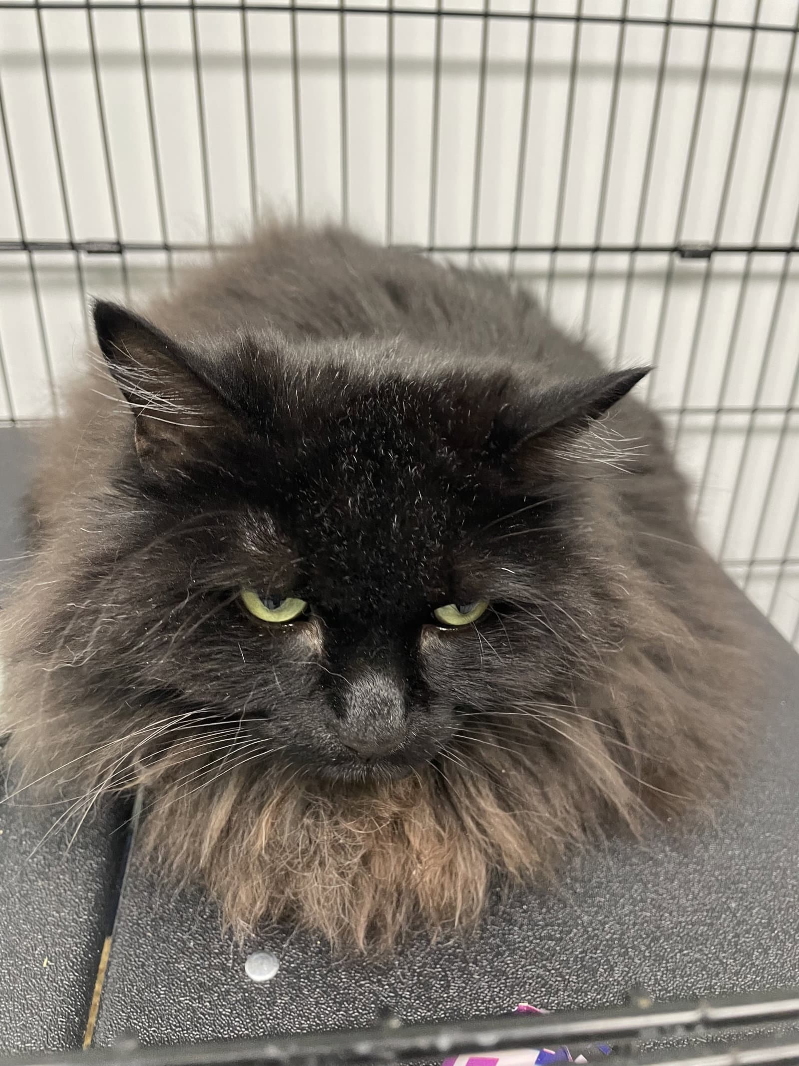 Shadow - Domestic Long Hair