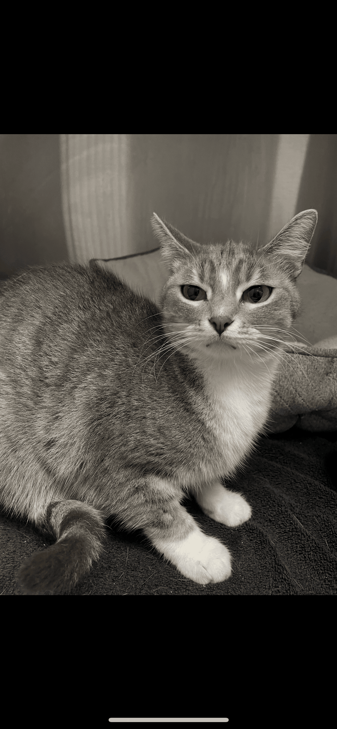 Precious - Tabby