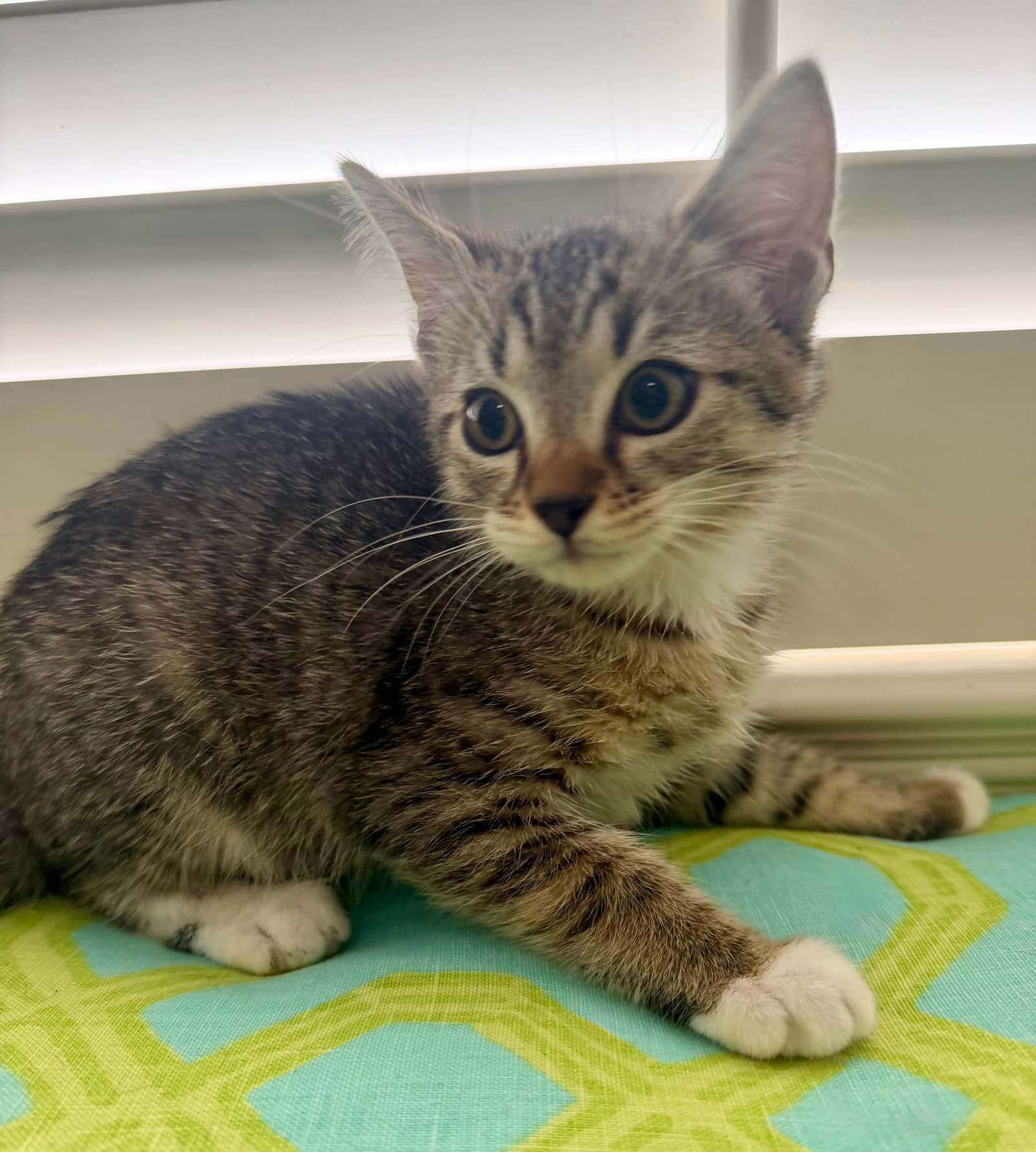 Jupiter - Tabby