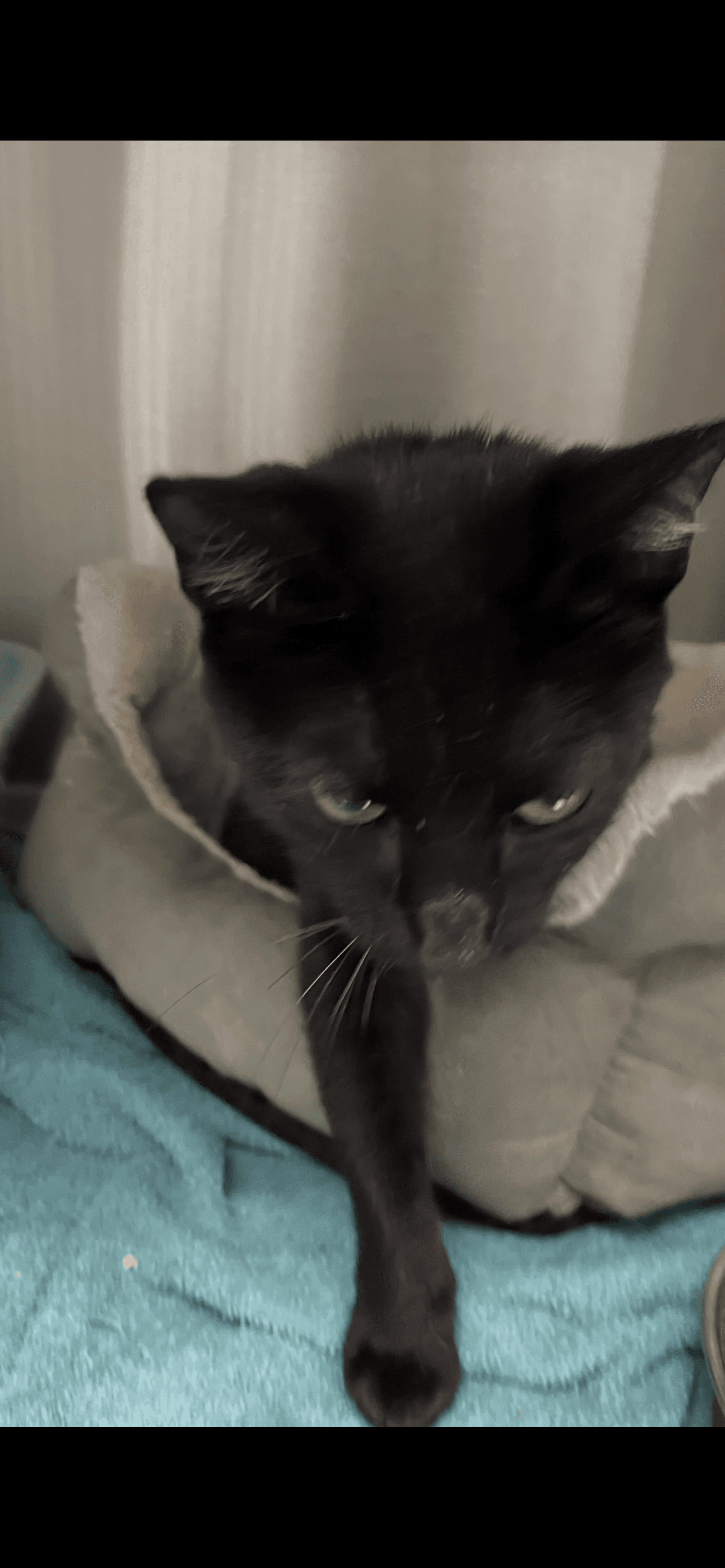 Malia - Domestic Short Hair