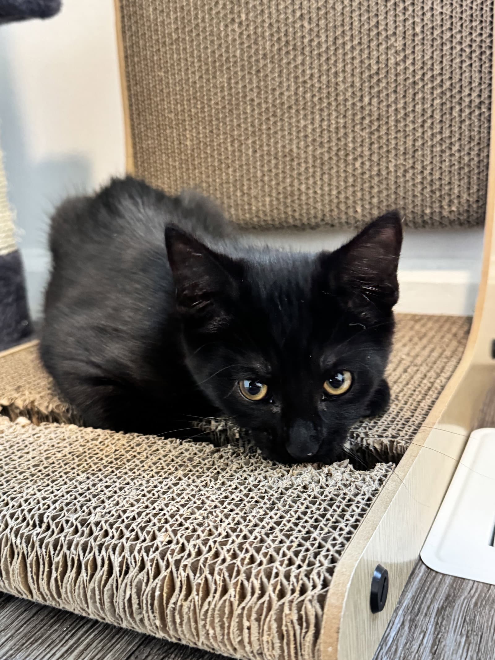 Walter - Domestic Short Hair