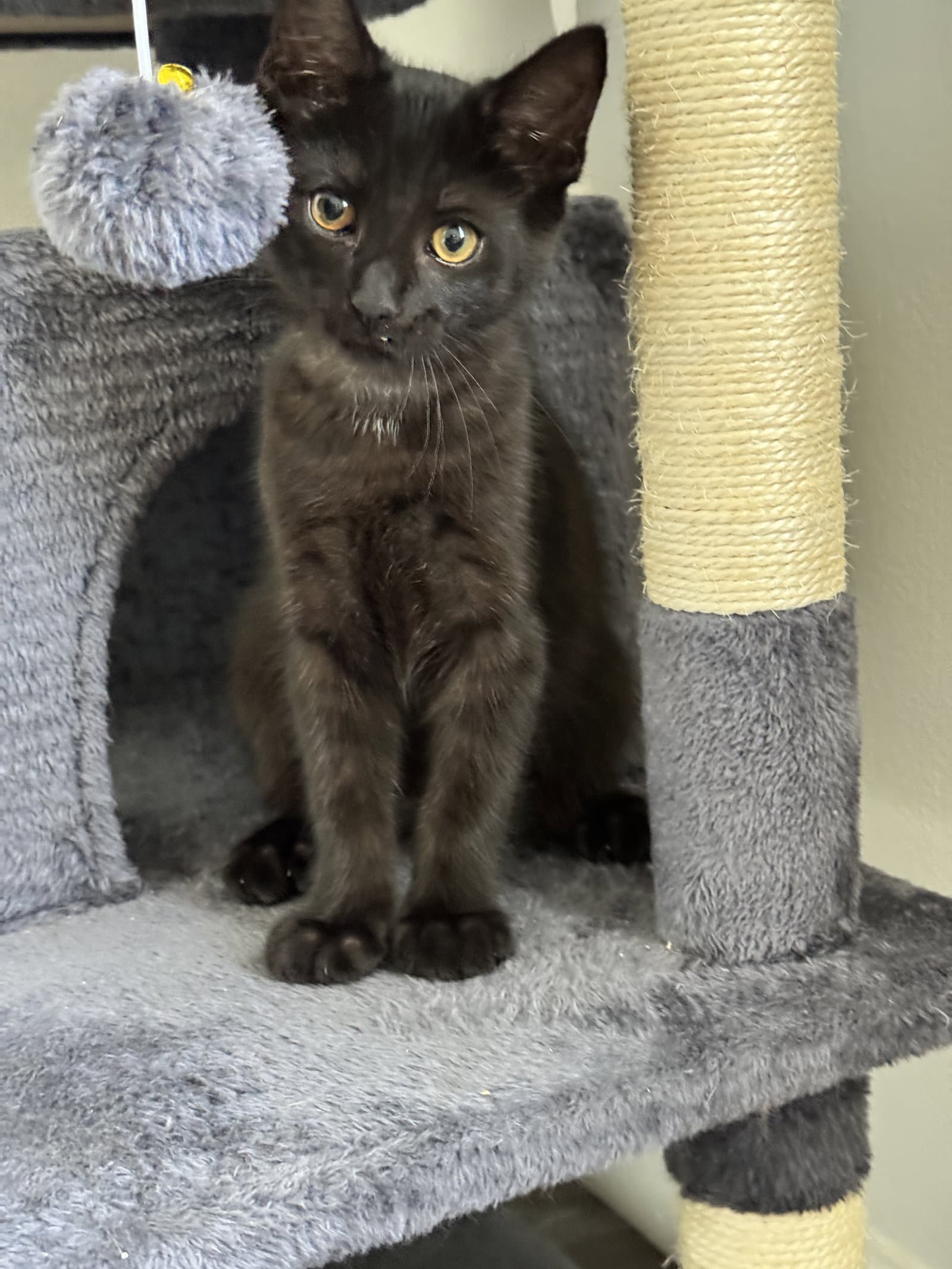 Jesse - Domestic Short Hair